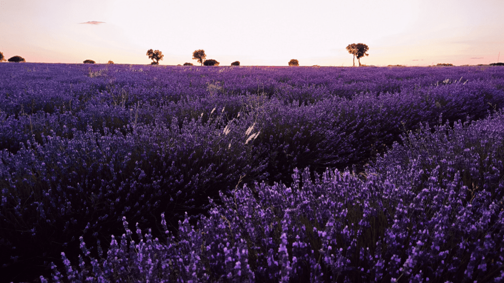 visitar los campos de lavanda