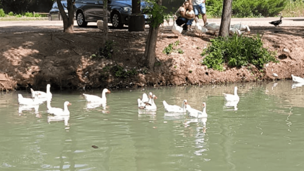 conocer aranjuez en barco