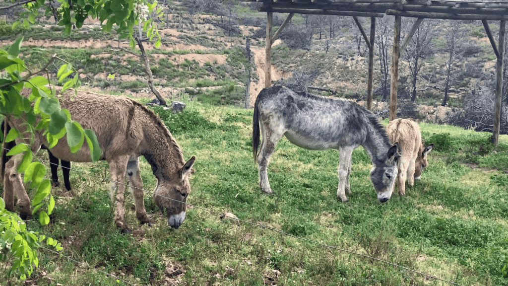 animales en sendaviva